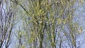 Dark-haired German honey rails trunk in nature