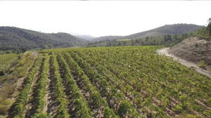 Parthouze in the Var Vineyards