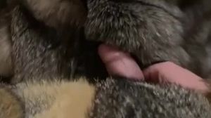 Young guy fucks his furs with plush. â€œteaserâ€